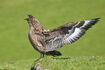 Great Skua