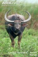 Wild Water Buffalo as Cape Buffalo