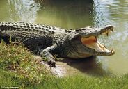 Saltwater Crocodile as Suchomimus