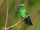 Blue-Tailed Emerald