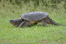 Common snapper.jpg
