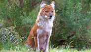 Southern Dhole as Dory