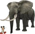 Mickey Mouse African Bush Elephant.png (734 KB)