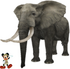 African Bush Elephant (Loxodonta africana)/East African Bush Elephant (Loxodonta africana knochenauri)
