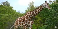 Reticulated Giraffe as Woody