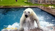 Preposterous Pets Polar Bear.png (1.05 MB)