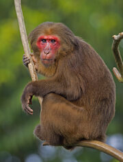 Stump tailed macaque.jpg