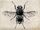 Warble Fly