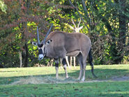 Woodland Park Zoo Beisa Oryx