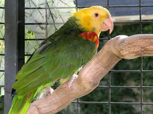 YellowheadAmazon1.jpg