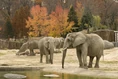 African Elephant Crossing (Clevland Zoo).jpg (121 KB)