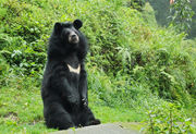 Bear, Himalayan Black