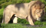 Disney's Animal Kingdom Lion