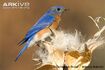 Eastern Bluebird