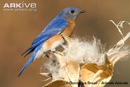 Eastern-bluebird