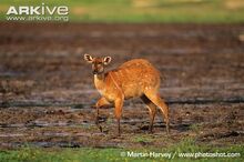 Female-sitatunga-in-swamp.jpg