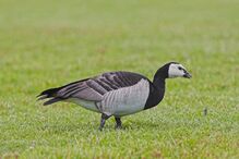 Goose, Barnacle.jpg