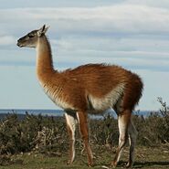 Guanaco as Gloria Cornwallis