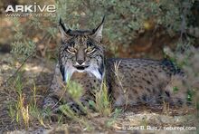 Iberian-lynx-at-rest.jpg
