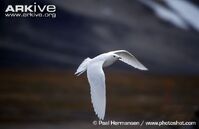 Ivory gull.jpg