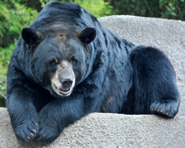 American Black Bear