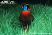 Temminck's Tragopan