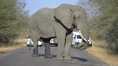 Male Elephant in Musth.jpg (136 KB)
