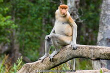 P monkey.jpg