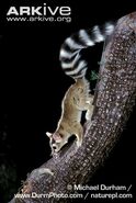 Ringtail as White-Headed Lemur