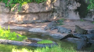 Nile Crocodile/Eastern Nile Crocodile