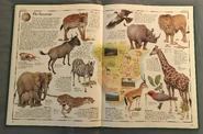 The Animal Atlas (16).jpeg (2.23 MB)