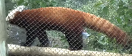 Zoo Knoxville Red Panda