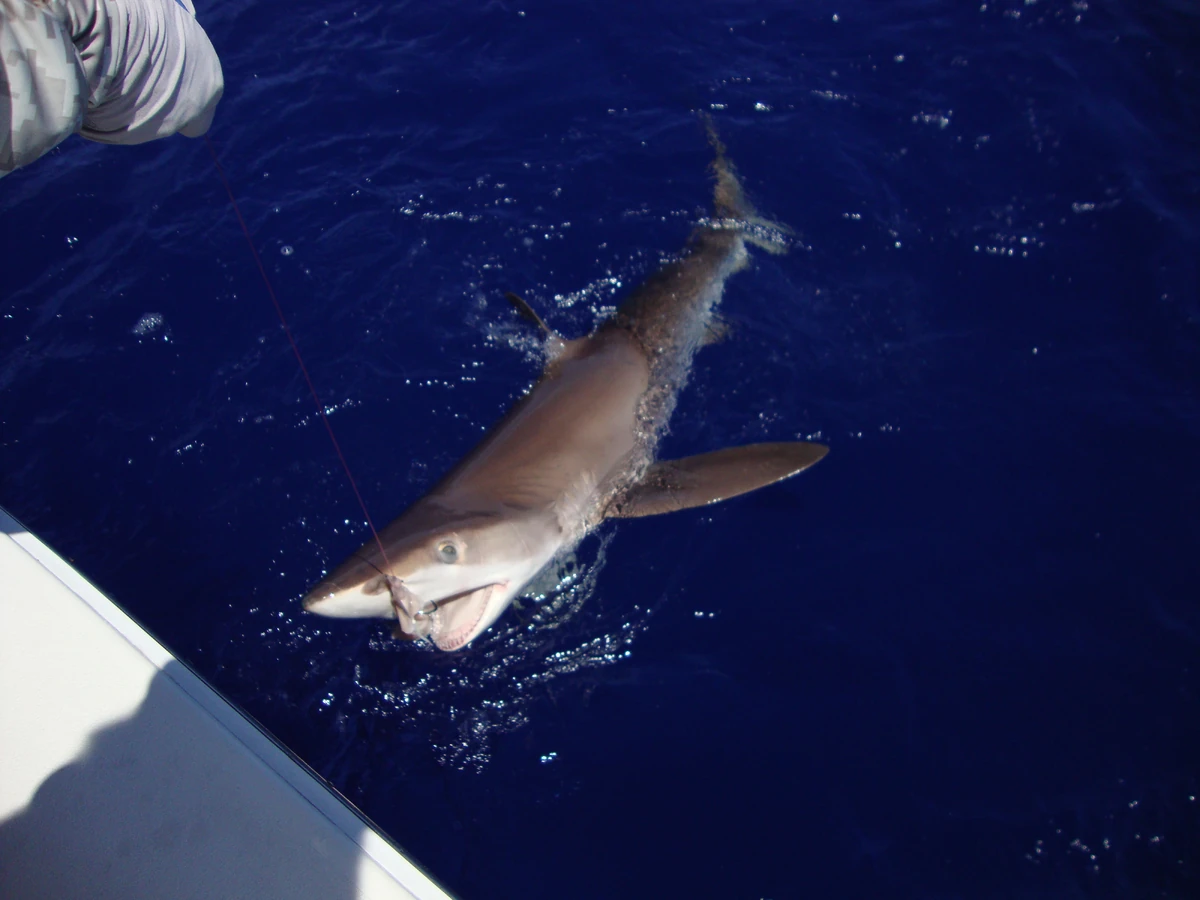 Night Shark | The Parody Wiki | Fandom