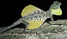 Draco Lizard.jpg
