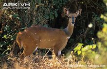 Female-bushbuck-stood-amongst-vegetation.jpg