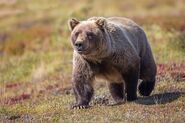 Grizzly Bear Sow