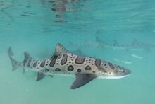 Leopard-sharks.jpg