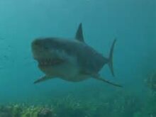 Megalodon.jpg