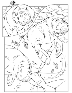 National Geographic Coloring Book Animals Alphabet | The ...