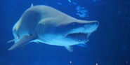 Newport Aquarium Shark