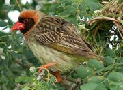 Quelea, red-billed.jpg