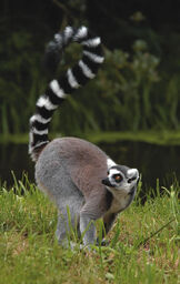 Ring tailed lemur v1.jpg