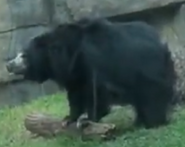 Toledo Zoo Sloth Bear