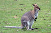 Red-Necked Wallaby