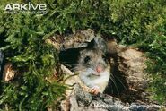 Wood-mouse-at-entrance-hole