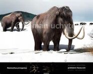 Woolly Mammoth as Meena and Meena's Grandfather