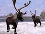 Woodland Caribou