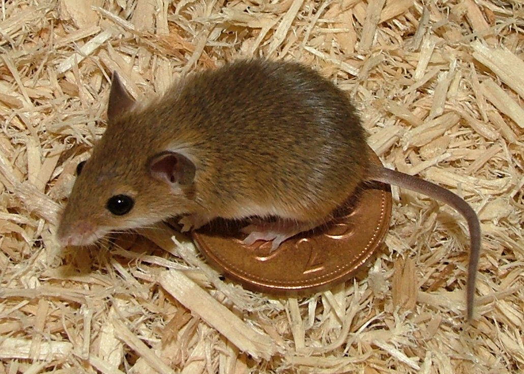 african pygmy mouse