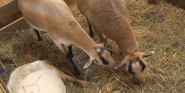 Columbus Zoo Goats