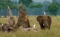 HugoSafari - Elephant&Egrets.jpg (76 KB)